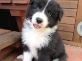 Orijinal Border Collie Yavrularımız Teslime Hazırlar