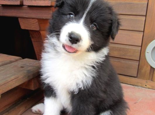 Orijinal Border Collie Yavrularımız Teslime Hazırlar görsel