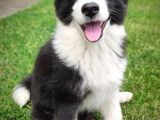 Orijinal Border Collie Yavrularımız Teslime Hazırlar