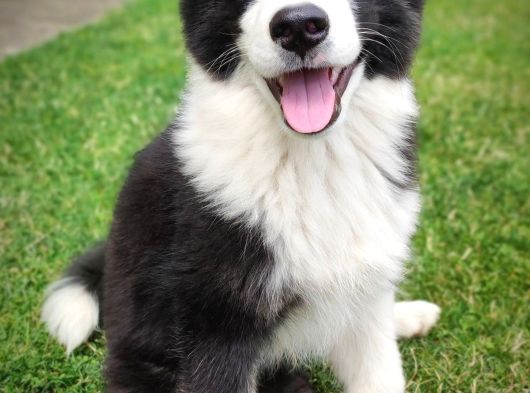 Orijinal Border Collie Yavrularımız Teslime Hazırlar görsel