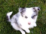 Orijinal Border Collie yavrularımız teslime hazırlar