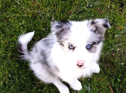 Orijinal Border Collie yavrularımız teslime hazırlar
