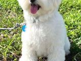 Irk Ve Sağlık Garamtili Maltese Terrier Yavrular