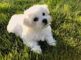 Irk Ve Sağlık Garamtili Maltese Terrier Yavrular