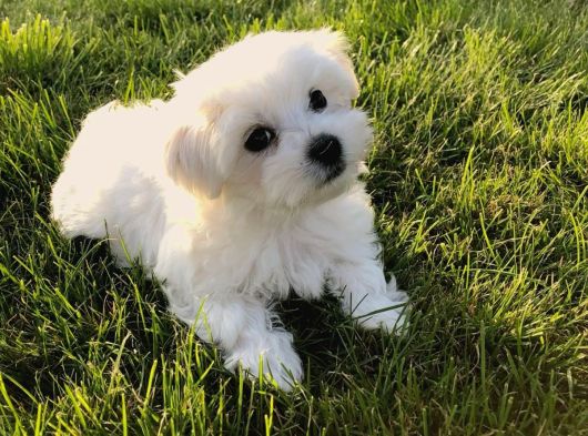 Irk Ve Sağlık Garamtili Maltese Terrier Yavrular görsel
