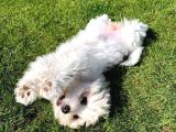 Irk Ve Sağlık Garamtili Maltese Terrier Yavrular