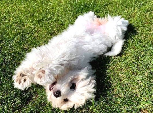Irk Ve Sağlık Garamtili Maltese Terrier Yavrular görsel