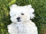 Irk ve sağlık garamtili maltese terrier yavrular