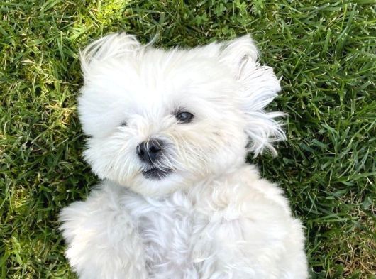 Irk ve sağlık garamtili maltese terrier yavrular