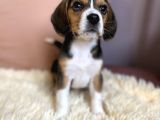 Irk ve sağlık garantili beagle yavrularımız teslime hazırlar