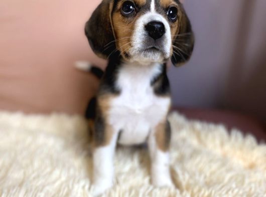 Irk ve sağlık garantili beagle yavrularımız teslime hazırlar