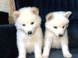 Irk Ve Sağlık Garantili Samoyed Yavrularımız Teslime Hazır