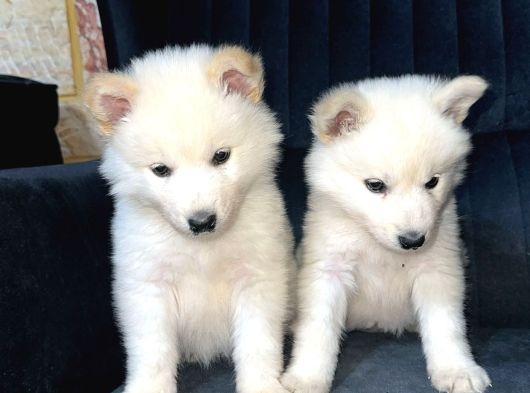 Irk Ve Sağlık Garantili Samoyed Yavrularımız Teslime Hazır görsel