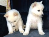 Irk Ve Sağlık Garantili Samoyed Yavrularımız Teslime Hazır