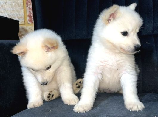 Irk Ve Sağlık Garantili Samoyed Yavrularımız Teslime Hazır görsel