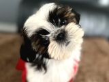 Irk ve sağlık garantili shih tzu yavrularımız teslime hazır