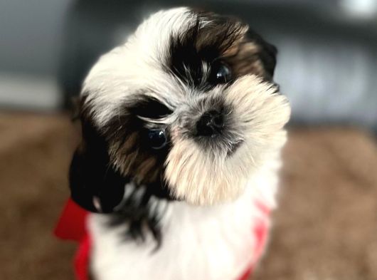 Irk ve sağlık garantili shih tzu yavrularımız teslime hazır