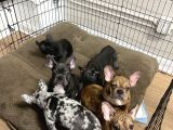 Irk Ve Sağlık Garantili French Bulldog Yavrularımız