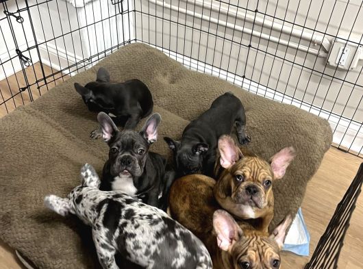 Irk Ve Sağlık Garantili French Bulldog Yavrularımız görsel