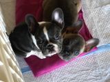 Irk Ve Sağlık Garantili French Bulldog Yavrularımız