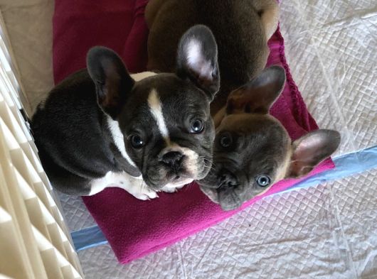 Irk Ve Sağlık Garantili French Bulldog Yavrularımız görsel