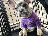 Irk ve sağlık garantili french bulldog yavrularımız