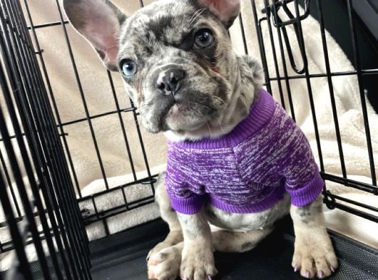 Irk ve sağlık garantili french bulldog yavrularımız