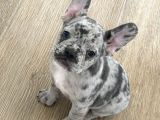 Irk Ve Sağlık Garantili French Bulldog Yavrularımız