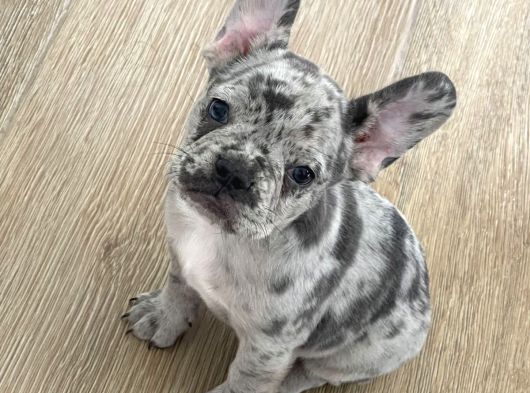 Irk Ve Sağlık Garantili French Bulldog Yavrularımız görsel