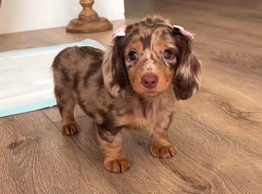 Irk Ve Sağlık Garantili Dakhund Yavrularımız Teslime Hazır