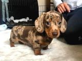 Irk Ve Sağlık Garantili Dakhund Yavrularımız Teslime Hazır
