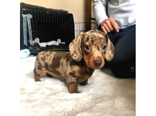 Irk Ve Sağlık Garantili Dakhund Yavrularımız Teslime Hazır görsel
