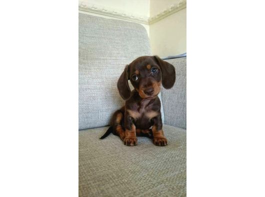 Irk Ve Sağlık Garantili Dakhund Yavrularımız Teslime Hazır görsel