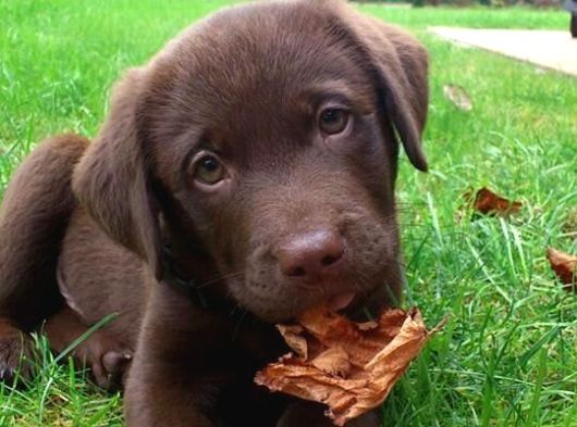 Irk Ve Sağlık Garantili Labrador Yavrularımız Teslime Hazır görsel