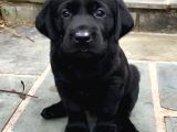 Irk Ve Sağlık Garantili Labrador Yavrularımız Teslime Hazır
