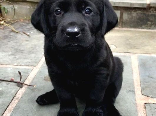 Irk Ve Sağlık Garantili Labrador Yavrularımız Teslime Hazır görsel