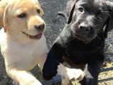 Irk ve sağlık garantili labrador yavrularımız teslime hazır