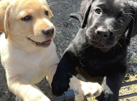 Irk ve sağlık garantili labrador yavrularımız teslime hazır