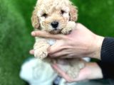 Toy Poodle Yavrular Eğitimli Cep No 505 591 1855