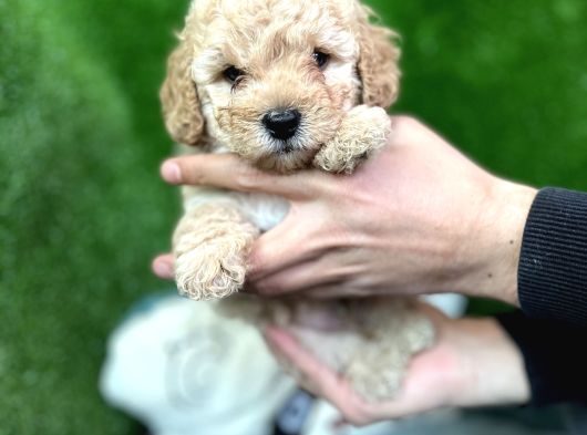 Toy Poodle Yavrular Eğitimli Cep No 505 591 1855 görsel