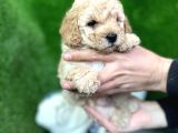 Toy Poodle Yavrular Eğitimli Cep No 505 591 1855