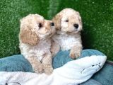 Toy Poodle Yavrular Eğitimli Cep No 505 591 1855