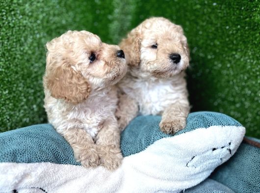 Toy Poodle Yavrular Eğitimli Cep No 505 591 1855 görsel