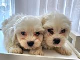 Maltese Miniklerimiz