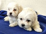 Maltese Miniklerimiz