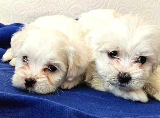 Maltese Miniklerimiz görsel