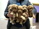 Toy Poodle Yavrular Eğitimli Cep No 505 591 1855