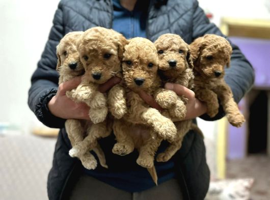 Toy Poodle Yavrular Eğitimli Cep No 505 591 1855 görsel