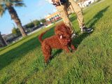 A Kali̇te Dark Brown Toy Poodle Yavrusu