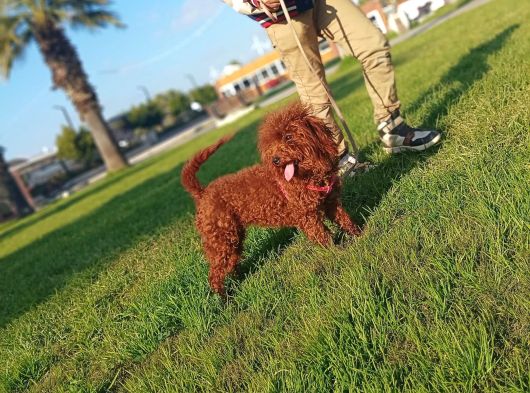 A Kali̇te Dark Brown Toy Poodle Yavrusu görsel